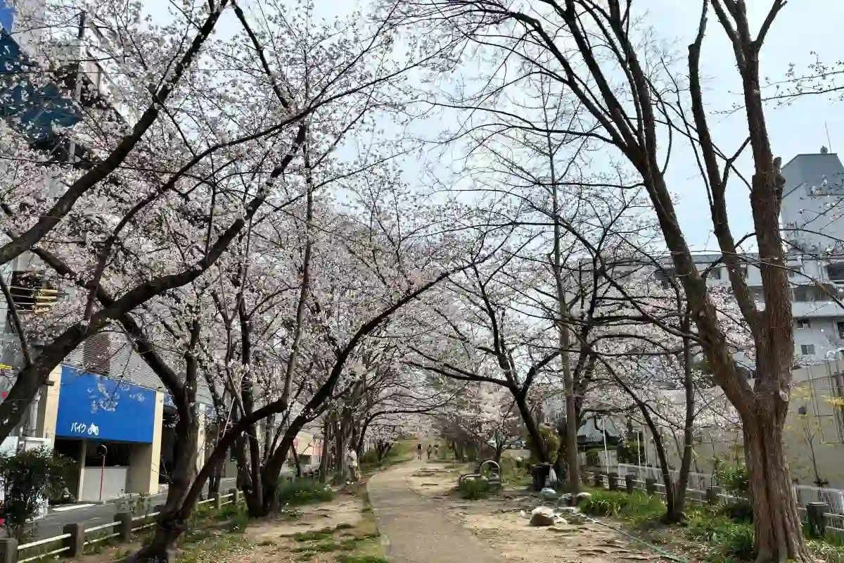 箕面 船場＆かやの｜ゆっくり歩きたい、満開のサクラを楽しむお散歩ロード2選