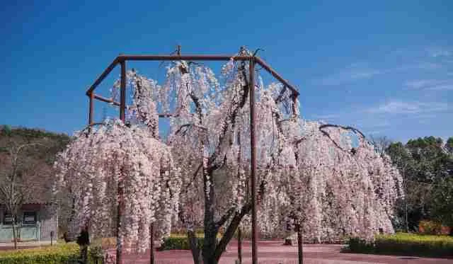 摂津峡　枝垂桜