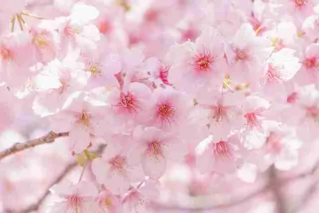 【2026年】高槻・摂津峡さくら祭り｜3/28～ライトアップ｜桜3,000本の人気花見スポット