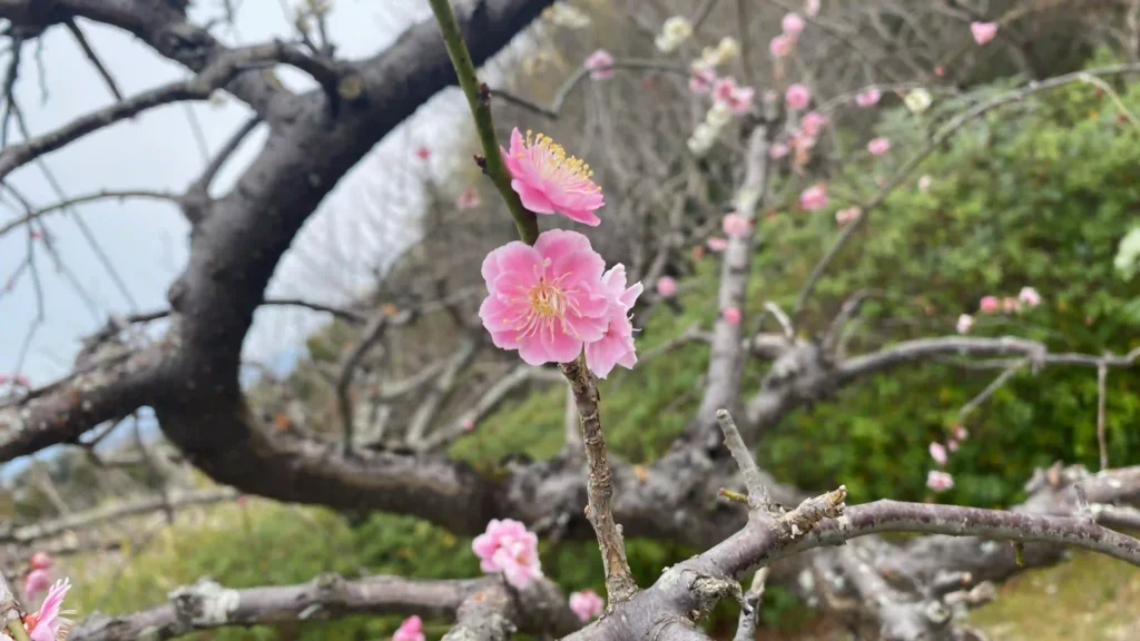 正法寺の梅