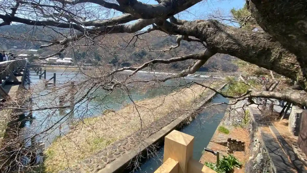 渡月橋と桜の木