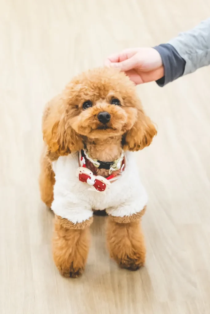 Wan NERO トイプー