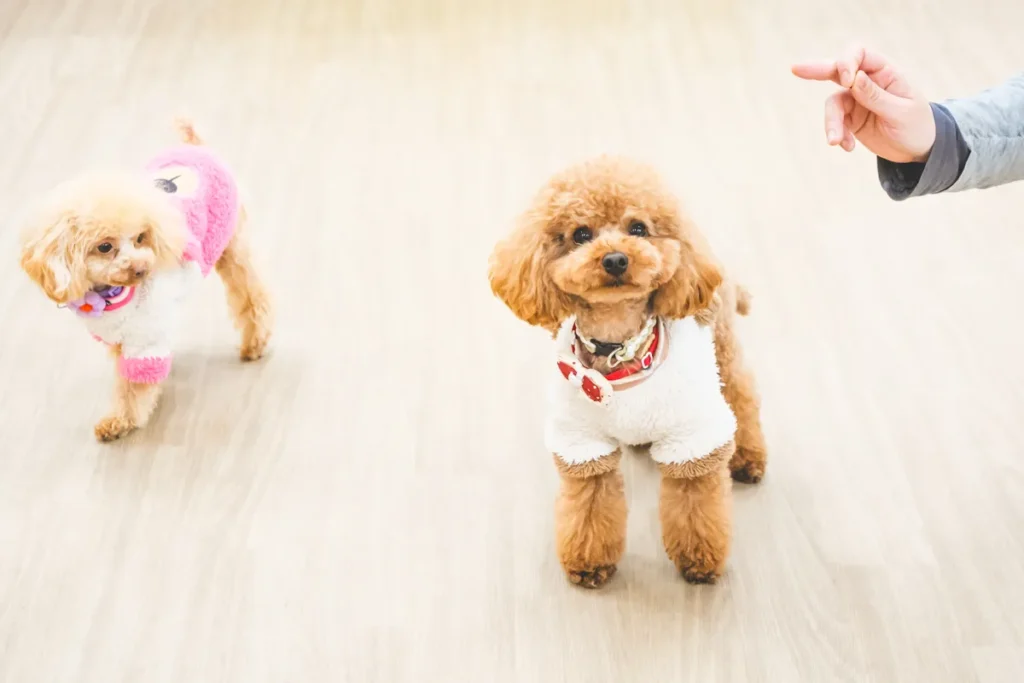 Wan NERO トイプーx2