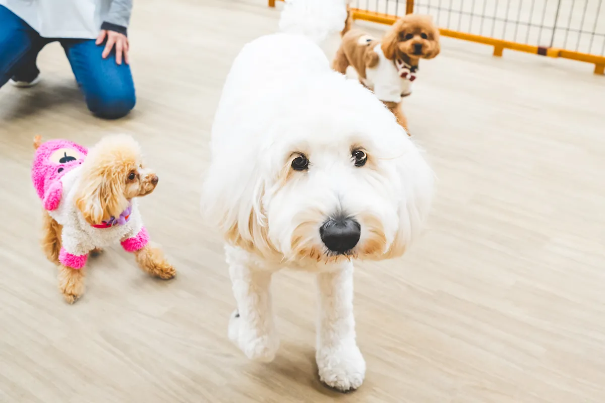 伊丹｜わんちゃんの“できた！”が増える、遊ぶように学ぶ犬の幼稚園【Wan NERO】
