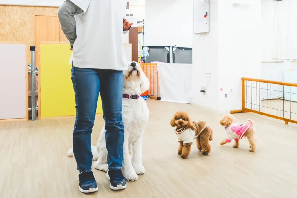 Wan NERO 訓練イメージ