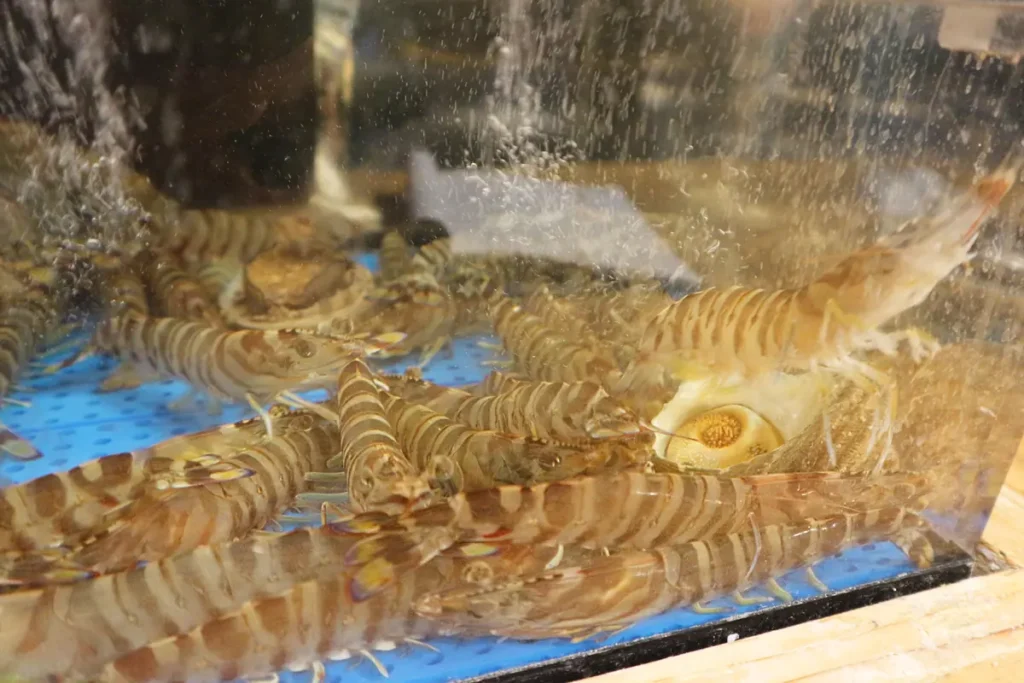 わすれな草　車海老