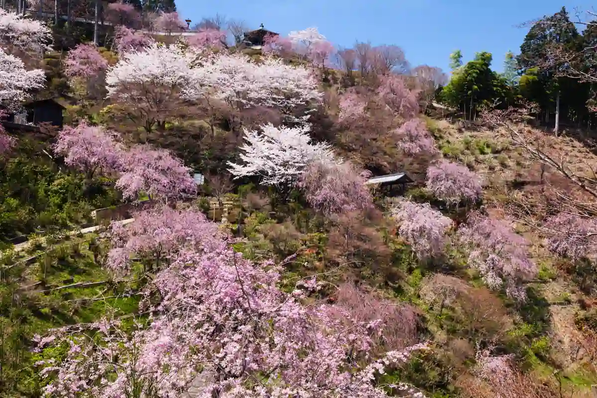 桂・嵐山TOKK検定にチャレンジしよう！ あなたは何問正解できるかな？ 【第5回】