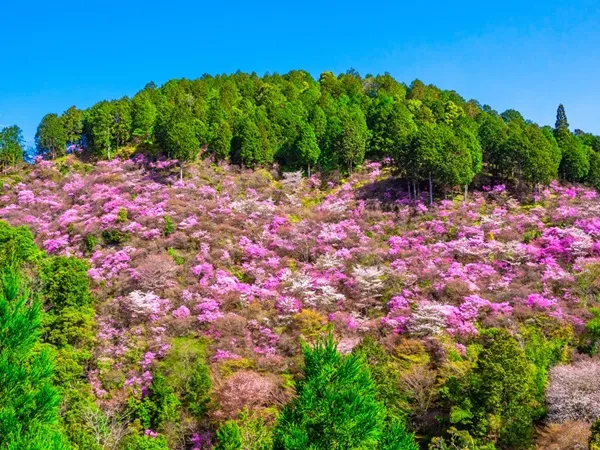 高雄をいろどる山桜とツツジの競演