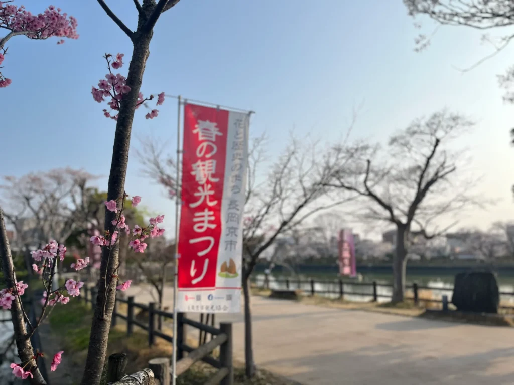 長岡天満宮・八条ヶ池　桜
