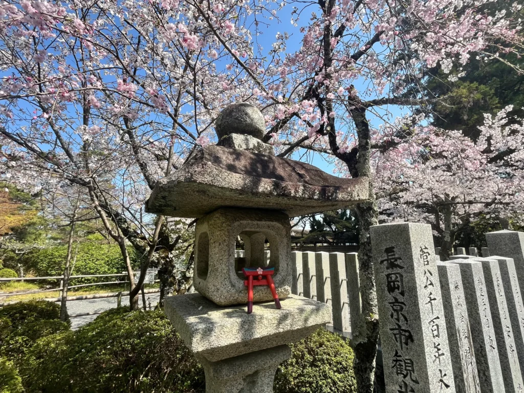 長岡天満宮・八条ヶ池　桜