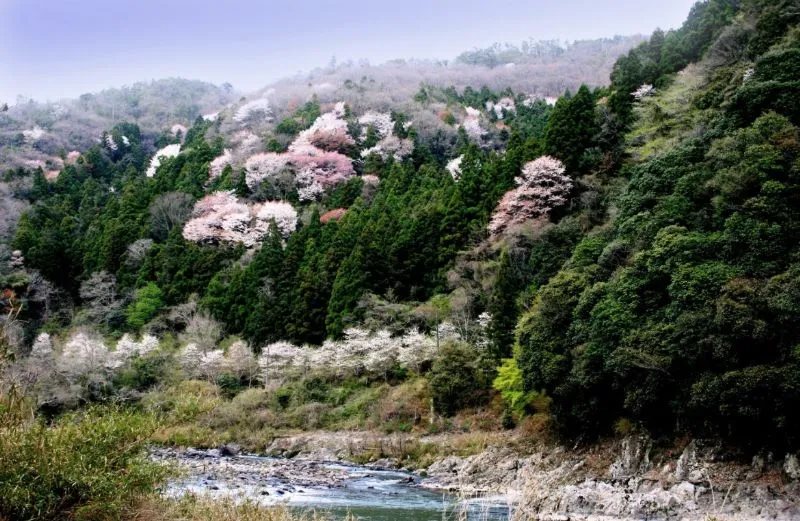 武田尾の桜の園
