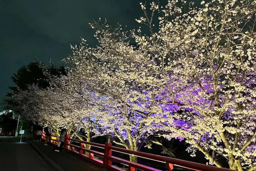 茨木辯天夜桜ライトアップの様子