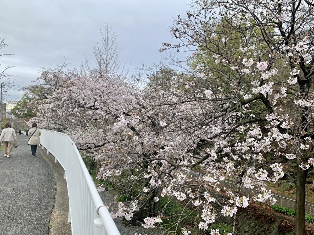 うこんの桜が見頃！灘区「青谷川公園」エリアで4/11「桜まつり」