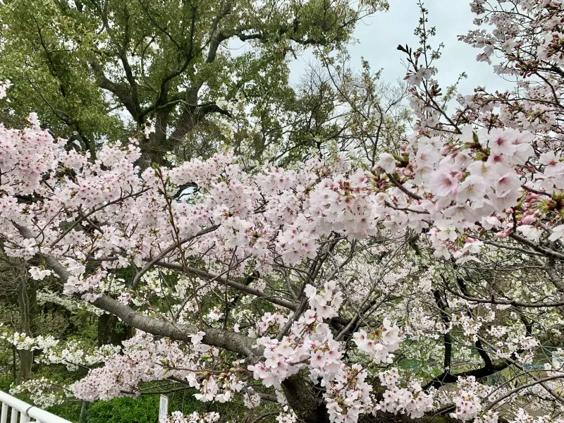 うこんの桜まつり　桜１