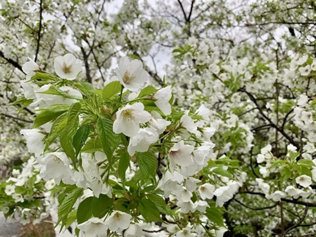 うこんの桜まつり　桜２