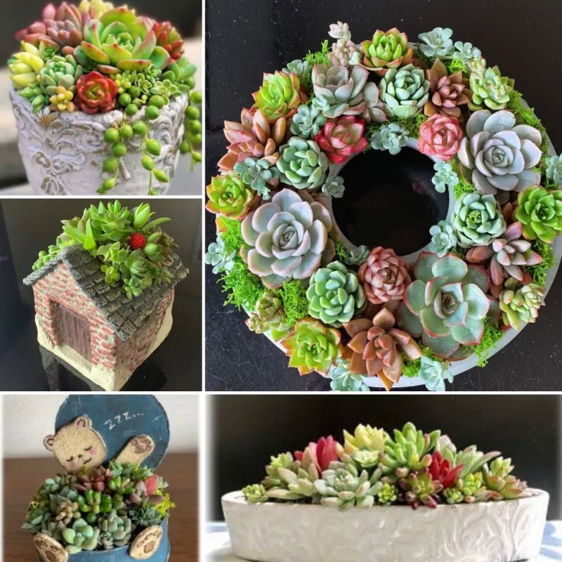 手ぶらで参加OK！人気の多肉植物寄せ植え講座＠さらら仁川・宝塚