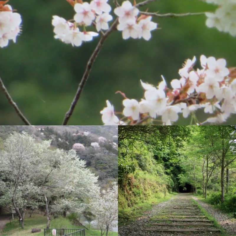 宝塚の里山公園「桜の園」へ お花見ハイキング