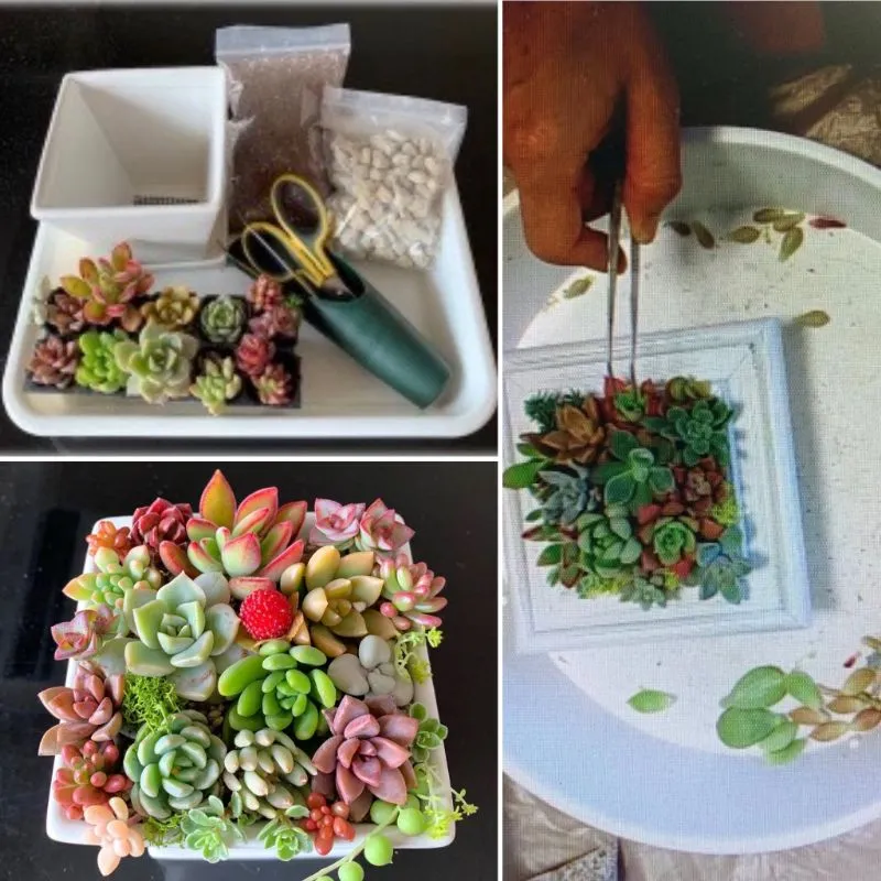 桝田さんの寄せ植えの様子と作品（SNSより）