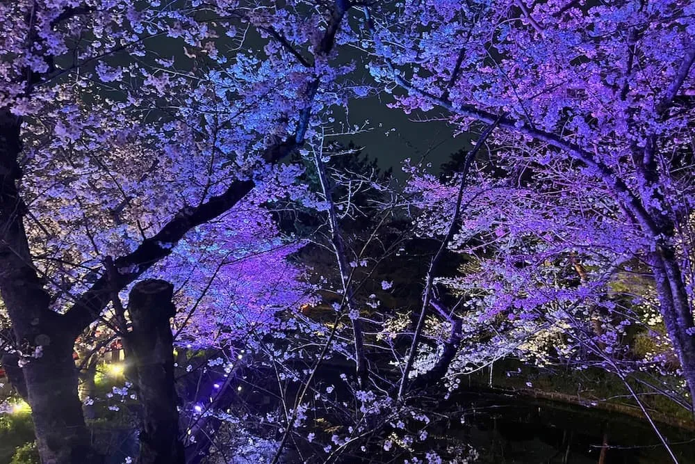 茨木辯天夜桜ライトアップの様子