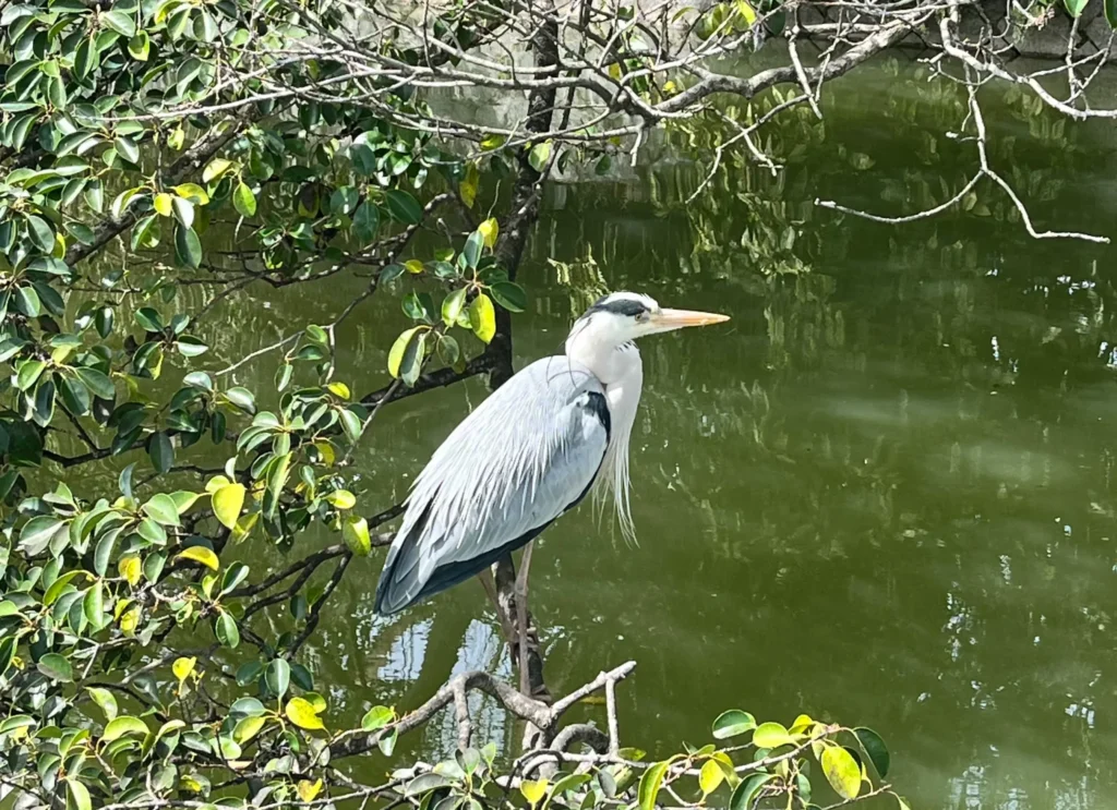 長岡天満宮　八条ヶ池　アオサギ