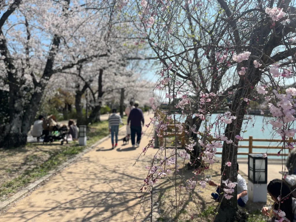 長岡天満宮・八条ヶ池　桜