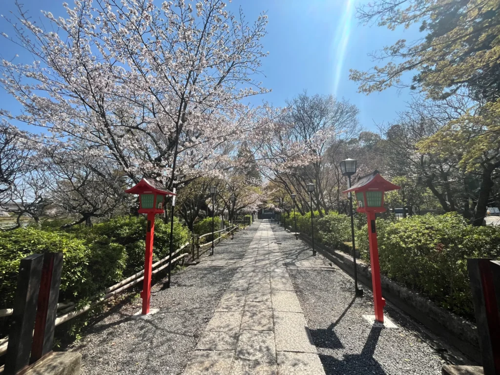 長岡天満宮・八条ヶ池　桜