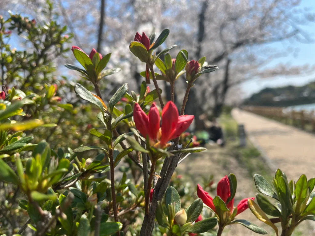 長岡天満宮・八条ヶ池　桜 ツツジ