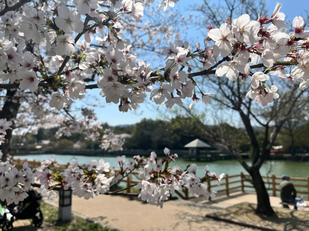 長岡天満宮・八条ヶ池　桜