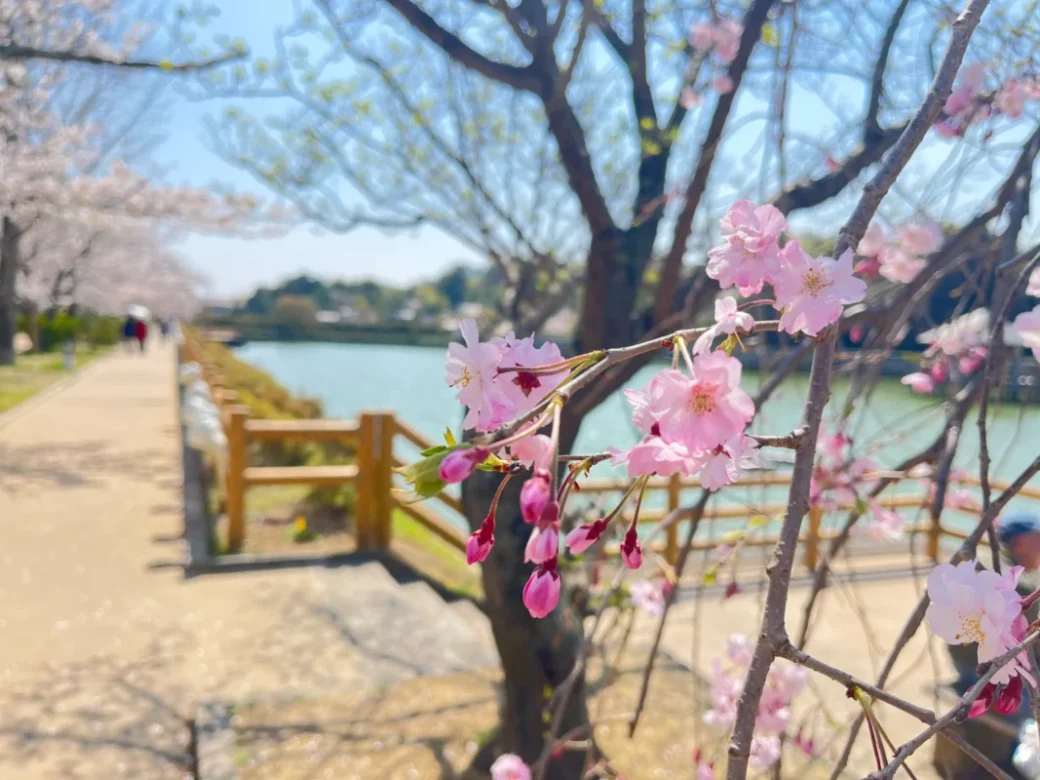 【満開】八条ヶ池の桜が見頃！花より団子・周辺グルメも｜京都長岡京市