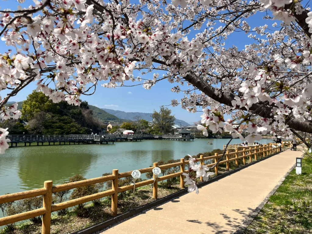 長岡天満宮・八条ヶ池　桜