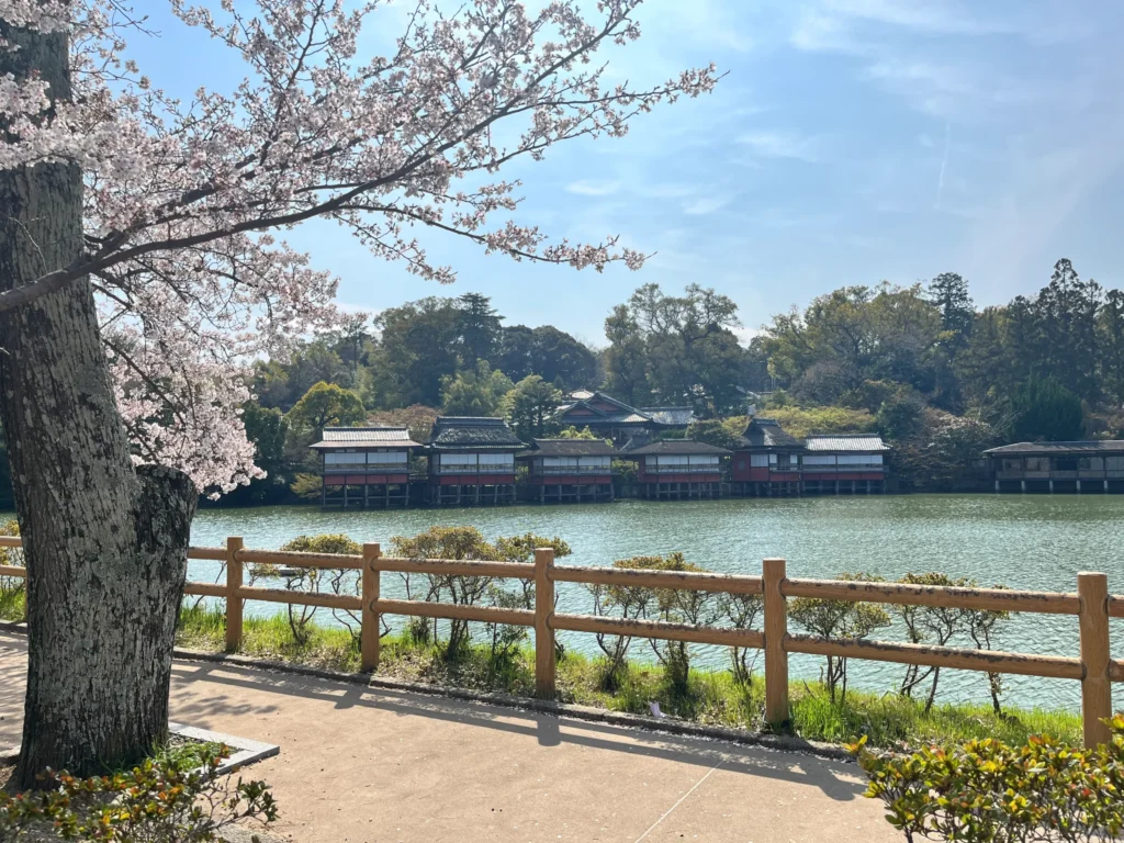 長岡天満宮・八条ヶ池　桜