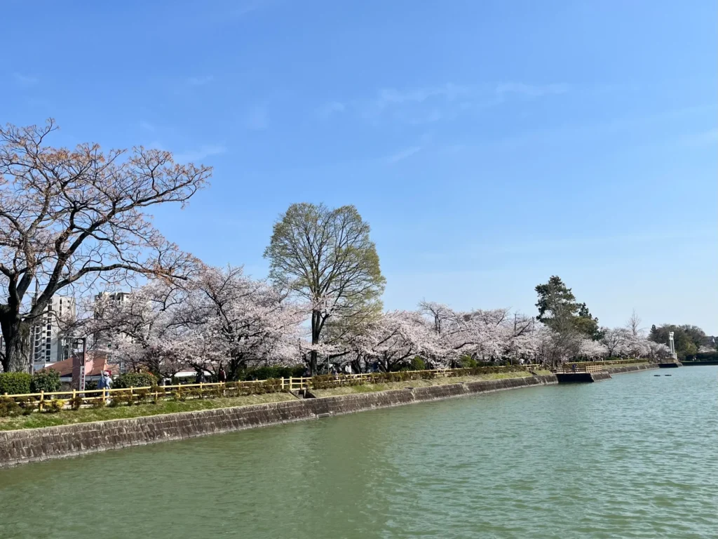 長岡天満宮・八条ヶ池　桜