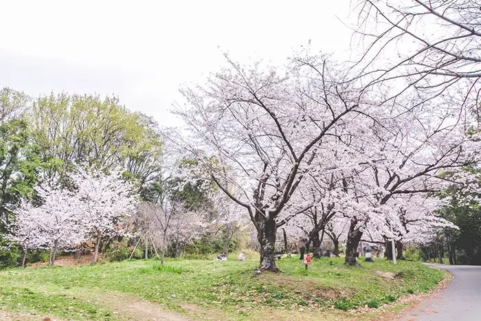 服部緑地　桜