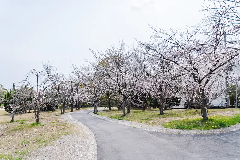 東豊中公園　桜1