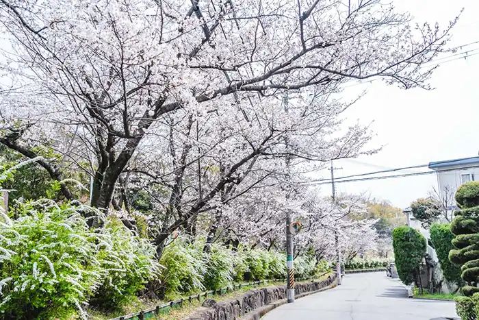 東豊中公園　桜2