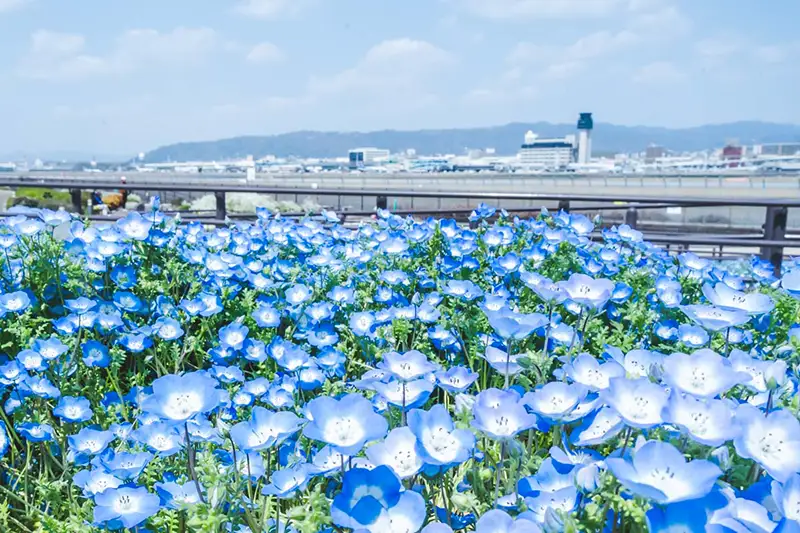伊丹スカイパーク　ネモフィラ1