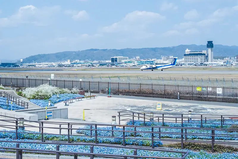 伊丹スカイパーク　ネモフィラ2