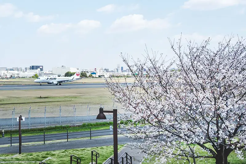 伊丹スカイパーク　桜1