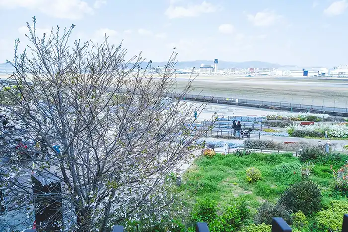 伊丹スカイパーク　桜2