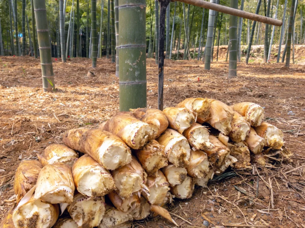 錦水亭　筍　収穫