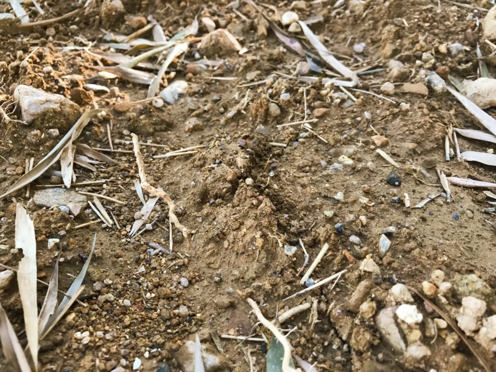 錦水亭　筍の土割れ目