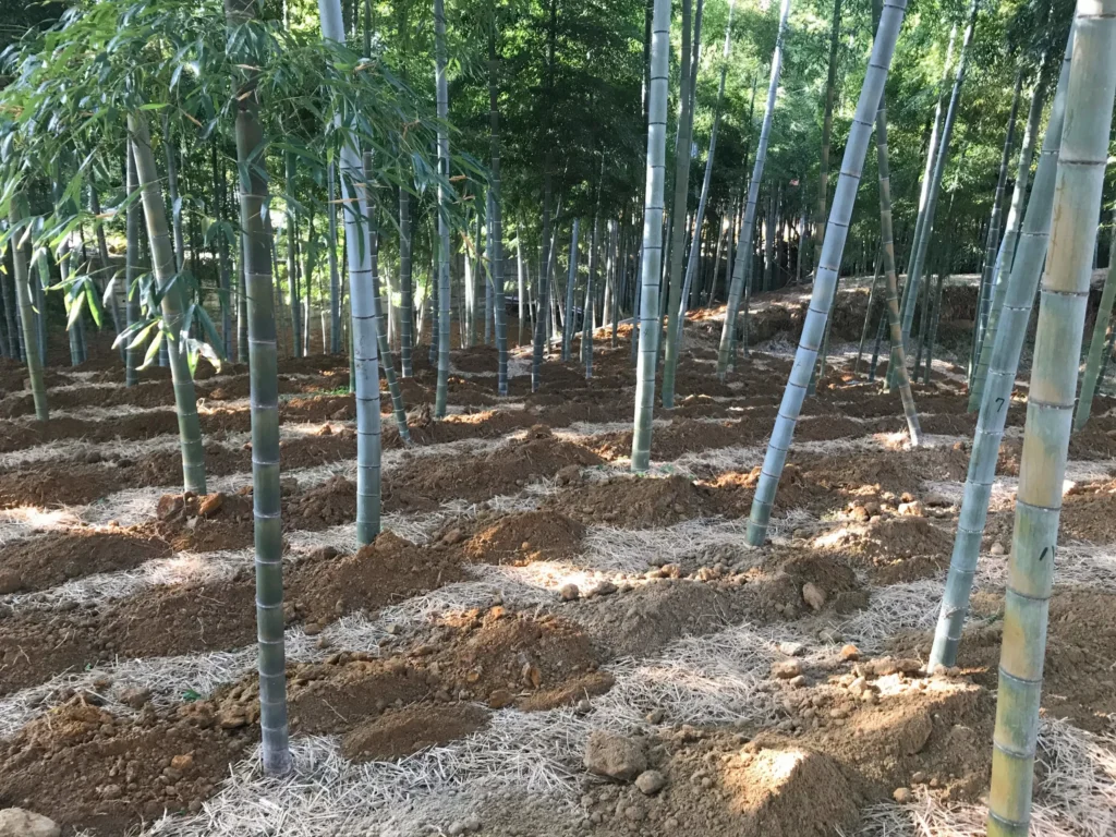 錦水亭　土入れ