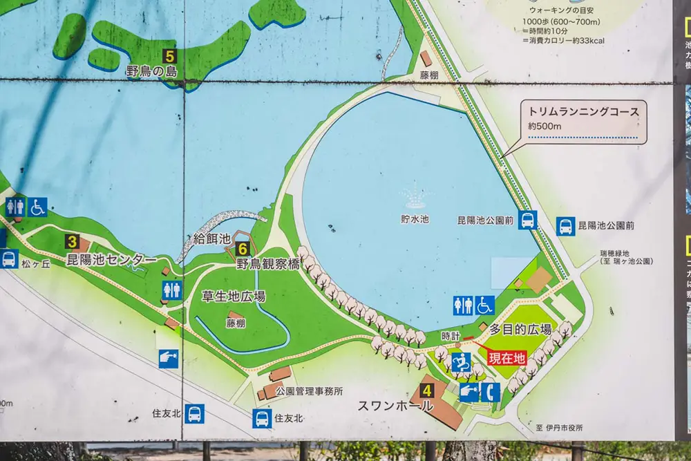 昆陽池公園　桜の地図