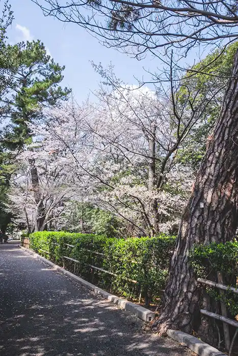 昆陽池公園　通りの桜