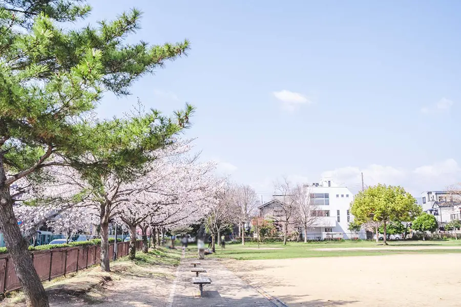 昆陽南公園　桜