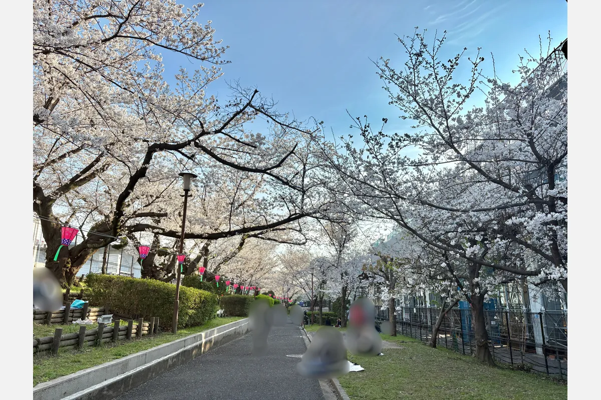 東淀川区・柴島浄水場の「桜並木通り抜け」に行って来ました！