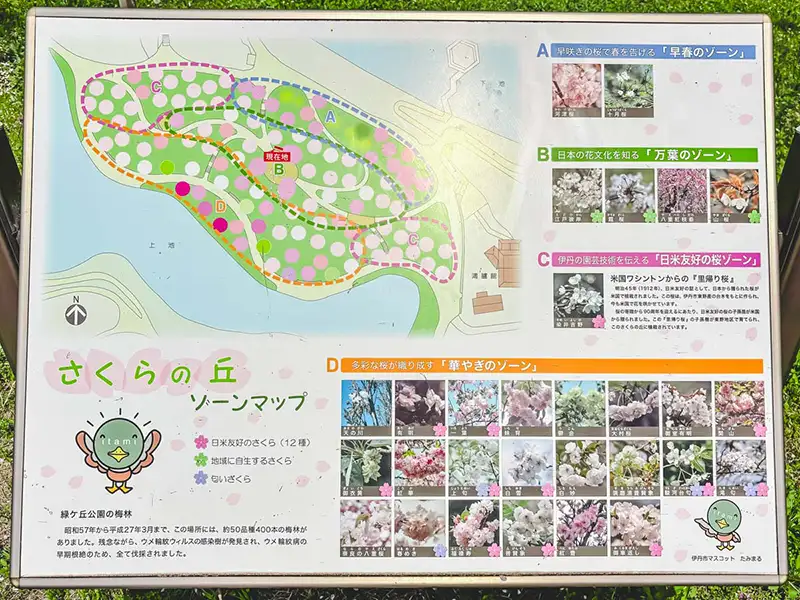 緑ヶ丘公園　桜の地図