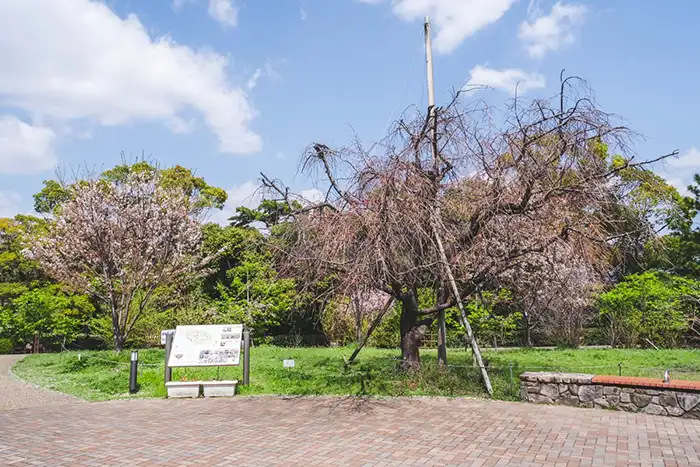 緑ヶ丘公園　枝垂れ桜