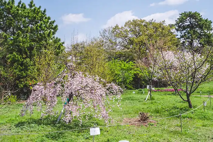 緑ヶ丘公園　満開の桜