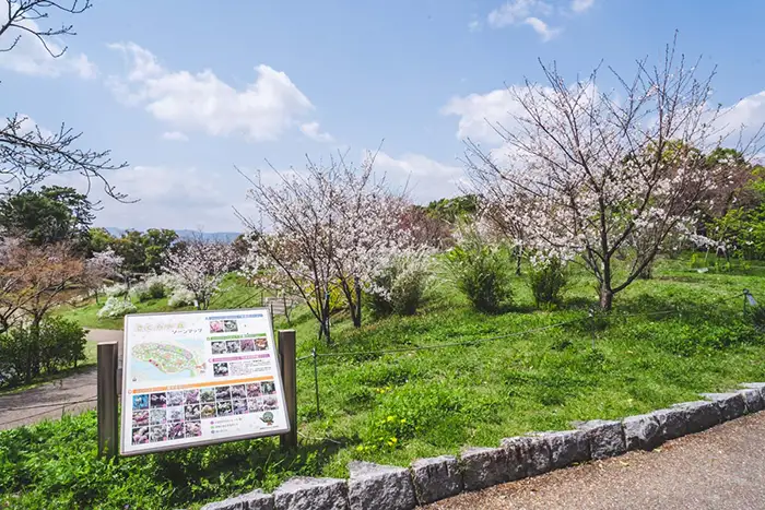 緑ヶ丘公園　ソメイヨシノ